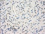 SLC2A6 Antibody in Immunohistochemistry (Paraffin) (IHC (P))