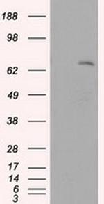 LTA4H Antibody in Western Blot (WB)