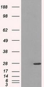 PSMA7 Antibody in Western Blot (WB)