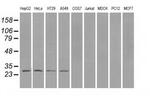 PSMA7 Antibody in Western Blot (WB)