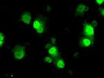 ID3 Antibody in Immunocytochemistry (ICC/IF)