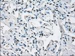 ID3 Antibody in Immunohistochemistry (Paraffin) (IHC (P))