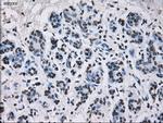 ID3 Antibody in Immunohistochemistry (Paraffin) (IHC (P))