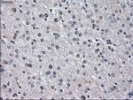 ID3 Antibody in Immunohistochemistry (Paraffin) (IHC (P))