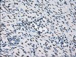 ID3 Antibody in Immunohistochemistry (Paraffin) (IHC (P))