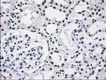 ID3 Antibody in Immunohistochemistry (Paraffin) (IHC (P))