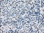 ID3 Antibody in Immunohistochemistry (Paraffin) (IHC (P))