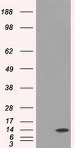 ID3 Antibody in Western Blot (WB)