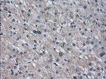 CYP2E1 Antibody in Immunohistochemistry (Paraffin) (IHC (P))