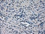 CYP2E1 Antibody in Immunohistochemistry (Paraffin) (IHC (P))