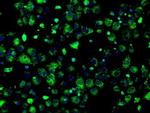 ERAB Antibody in Immunocytochemistry (ICC/IF)