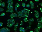 ERAB Antibody in Immunocytochemistry (ICC/IF)