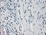 ERAB Antibody in Immunohistochemistry (Paraffin) (IHC (P))