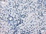 CYP2E1 Antibody in Immunohistochemistry (Paraffin) (IHC (P))