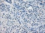 CYP2E1 Antibody in Immunohistochemistry (Paraffin) (IHC (P))