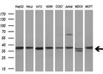 AKR1A1 Antibody in Western Blot (WB)