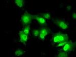 PPME1 Antibody in Immunocytochemistry (ICC/IF)