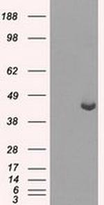 PPME1 Antibody in Western Blot (WB)