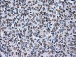 TTLL12 Antibody in Immunohistochemistry (Paraffin) (IHC (P))