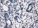 TTLL12 Antibody in Immunohistochemistry (Paraffin) (IHC (P))