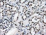 TTLL12 Antibody in Immunohistochemistry (Paraffin) (IHC (P))