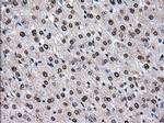 TTLL12 Antibody in Immunohistochemistry (Paraffin) (IHC (P))