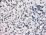 TTLL12 Antibody in Immunohistochemistry (Paraffin) (IHC (P))