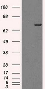 TTLL12 Antibody in Western Blot (WB)