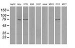 TTLL12 Antibody in Western Blot (WB)