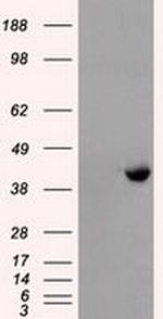 PPME1 Antibody in Western Blot (WB)