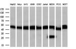 PPME1 Antibody in Western Blot (WB)