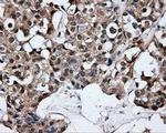 HuR Antibody in Immunohistochemistry (Paraffin) (IHC (P))