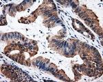 HuR Antibody in Immunohistochemistry (Paraffin) (IHC (P))