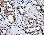 HuR Antibody in Immunohistochemistry (Paraffin) (IHC (P))