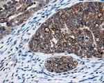 HuR Antibody in Immunohistochemistry (Paraffin) (IHC (P))