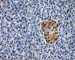 HuR Antibody in Immunohistochemistry (Paraffin) (IHC (P))