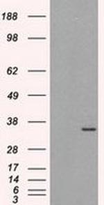 HuR Antibody in Western Blot (WB)