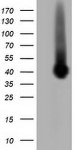 Pleckstrin Antibody in Western Blot (WB)