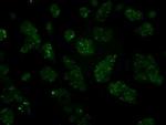 HIPPI Antibody in Immunocytochemistry (ICC/IF)