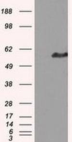 HIPPI Antibody in Western Blot (WB)