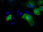 HIPPI Antibody in Immunocytochemistry (ICC/IF)