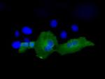 PSMC3 Antibody in Immunocytochemistry (ICC/IF)