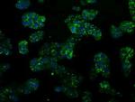 PSMC3 Antibody in Immunocytochemistry (ICC/IF)