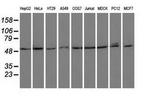 PSMC3 Antibody in Western Blot (WB)