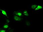 Serine racemase Antibody in Immunocytochemistry (ICC/IF)