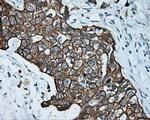 Serine racemase Antibody in Immunohistochemistry (Paraffin) (IHC (P))