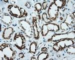 Serine racemase Antibody in Immunohistochemistry (Paraffin) (IHC (P))