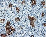 Serine racemase Antibody in Immunohistochemistry (Paraffin) (IHC (P))