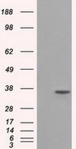 Serine racemase Antibody in Western Blot (WB)