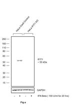 IFIT1 Antibody in Western Blot (WB)